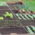 Gewächshausbewässerung: Die effizienteste Art Ihren Garten zu bewässern